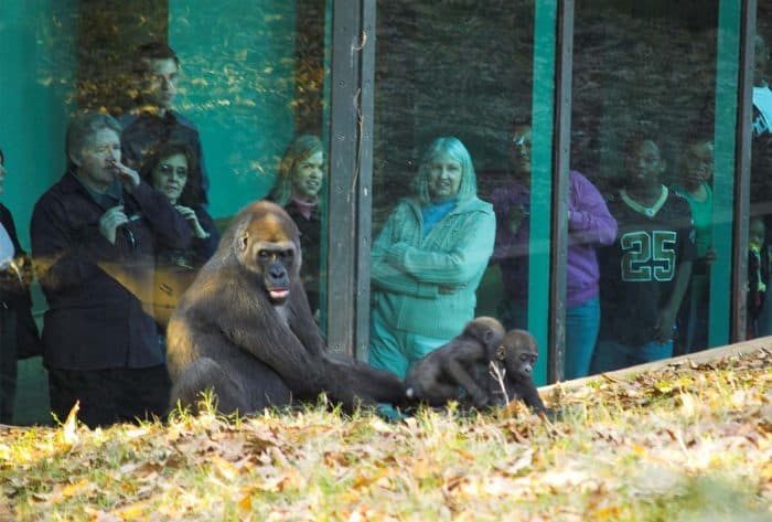 Zoo_Atlanta_Gorilla_8